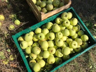 Berba jabuka u Kaću