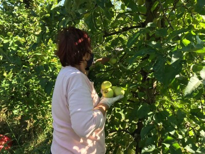 Berba jabuka u Kaću