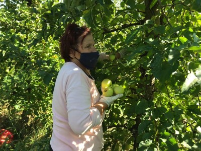 Berba jabuka u Kaću