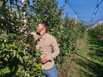 Berba jabuka u Kaću