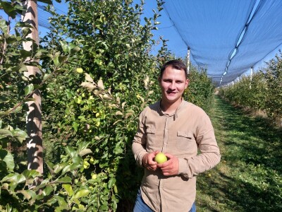 Berba jabuka u Kaću