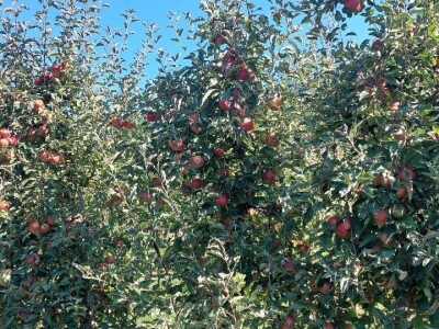 Berba jabuka u Srpskoj