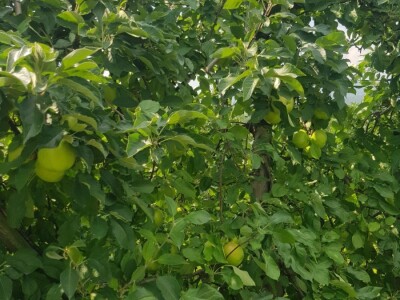 Berba jabuka u Srpskoj