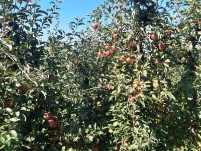 Berba jabuka u Srpskoj