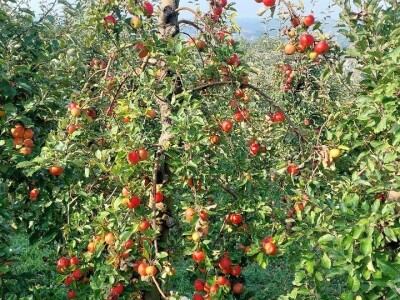 Berba jabuka u Srpskoj