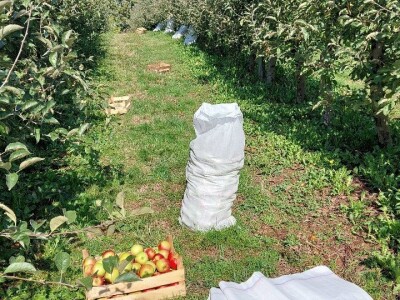 Berba jabuka u Srpskoj