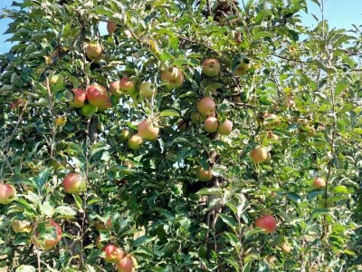 Berba jabuka u Srpskoj