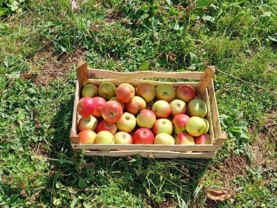 Berba jabuka u Srpskoj