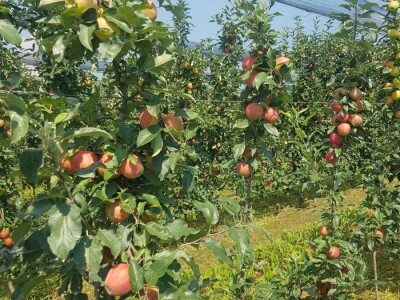 Berba jabuka u Srpskoj