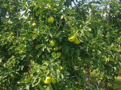 Berba jabuka u Srpskoj