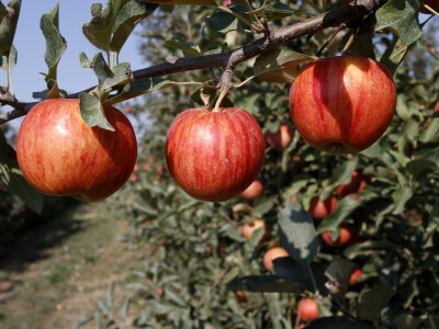 Berba jabuke Gala u voćnjaku Stipe Dumančića