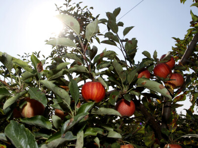 Berba jabuke Gala u voćnjaku Stipe Dumančića