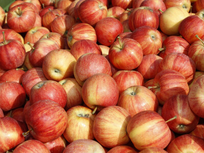 Berba jabuke Gala u voćnjaku Stipe Dumančića