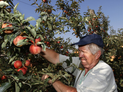 Berba jabuke Gala u voćnjaku Stipe Dumančića