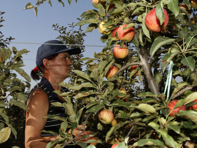 Berba jabuke Gala u voćnjaku Stipe Dumančića