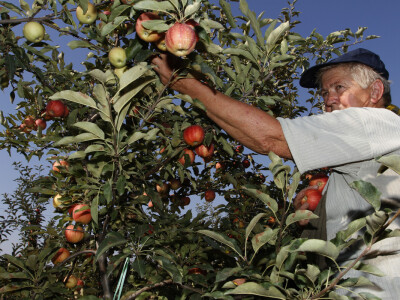 Berba jabuke Gala u voćnjaku Stipe Dumančića