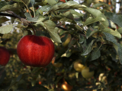 Berba jabuke Gala u voćnjaku Stipe Dumančića