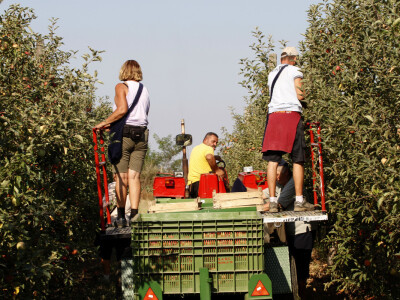 Berba jabuke Gala u voćnjaku Stipe Dumančića