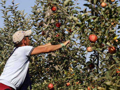 Berba jabuke Gala u voćnjaku Stipe Dumančića