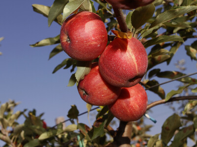 Berba jabuke Gala u voćnjaku Stipe Dumančića