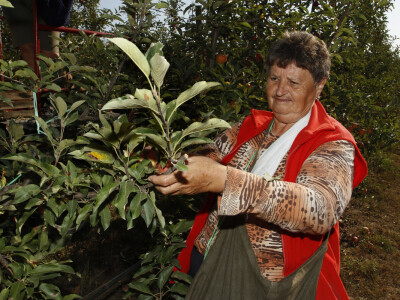 Berba jabuke Gala u voćnjaku Stipe Dumančića
