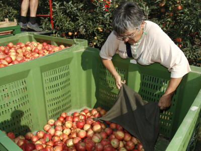 Berba jabuke Gala u voćnjaku Stipe Dumančića
