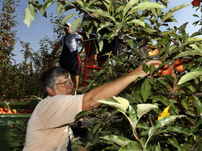 Berba jabuke Gala u voćnjaku Stipe Dumančića