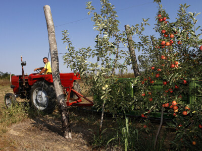 Berba jabuke Gala u voćnjaku Stipe Dumančića