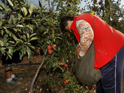 Berba jabuke Gala u voćnjaku Stipe Dumančića