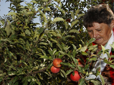 Berba jabuke Gala u voćnjaku Stipe Dumančića