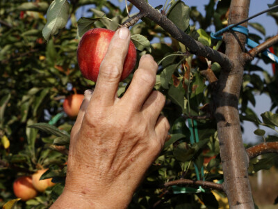 Berba jabuke Gala u voćnjaku Stipe Dumančića