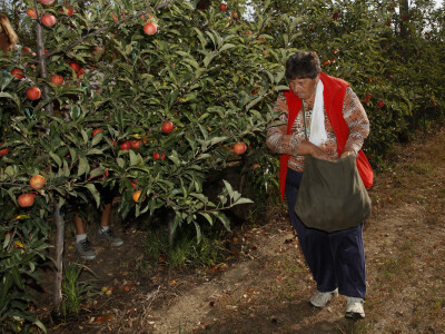 Berba jabuke Gala u voćnjaku Stipe Dumančića