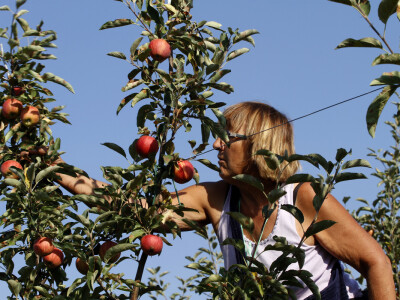 Berba jabuke Gala u voćnjaku Stipe Dumančića