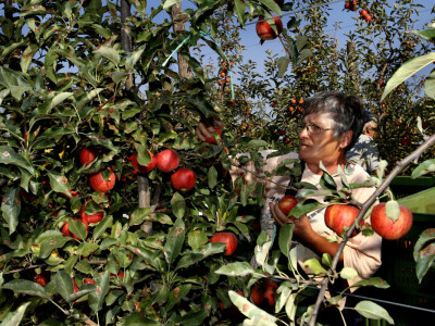 Berba jabuke Gala u voćnjaku Stipe Dumančića