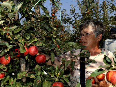 Berba jabuke Gala u voćnjaku Stipe Dumančića
