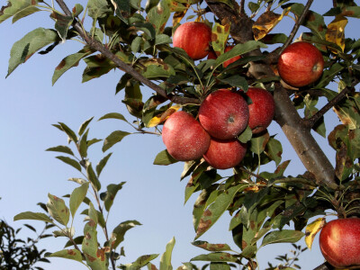 Berba jabuke Gala u voćnjaku Stipe Dumančića