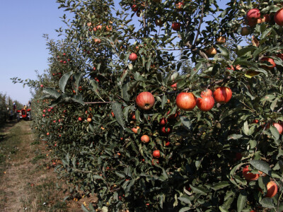 Berba jabuke Gala u voćnjaku Stipe Dumančića
