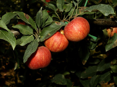 Berba jabuke Gala u voćnjaku Stipe Dumančića