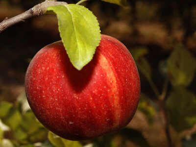 Berba jabuke Gala u voćnjaku Stipe Dumančića