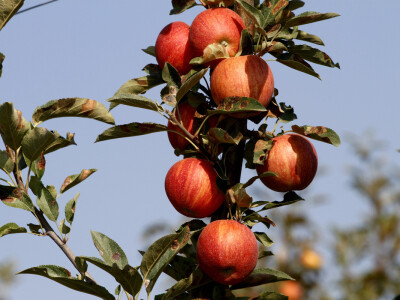 Berba jabuke Gala u voćnjaku Stipe Dumančića