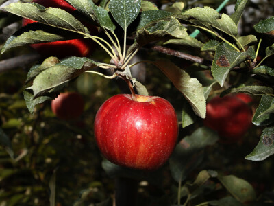 Berba jabuke Gala u voćnjaku Stipe Dumančića