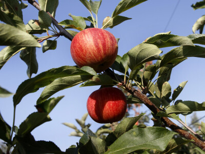 Berba jabuke Gala u voćnjaku Stipe Dumančića