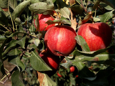Berba jabuke Gala u voćnjaku Stipe Dumančića