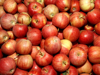 Berba jabuke Gala u voćnjaku Stipe Dumančića