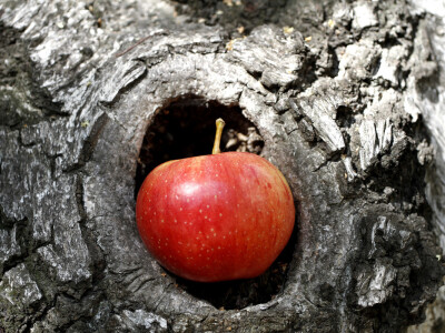 Berba jabuke Gala u voćnjaku Stipe Dumančića