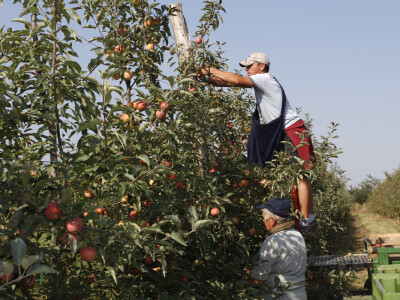 Berba jabuke Gala u voćnjaku Stipe Dumančića
