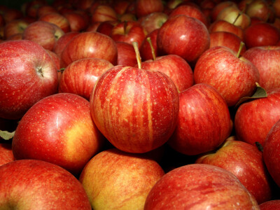 Berba jabuke Gala u voćnjaku Stipe Dumančića