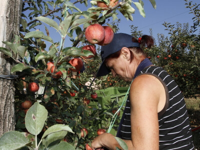Berba jabuke Gala u voćnjaku Stipe Dumančića
