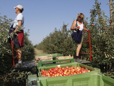Berba jabuke Gala u voćnjaku Stipe Dumančića