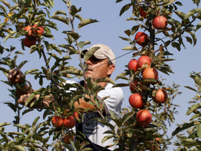Berba jabuke Gala u voćnjaku Stipe Dumančića